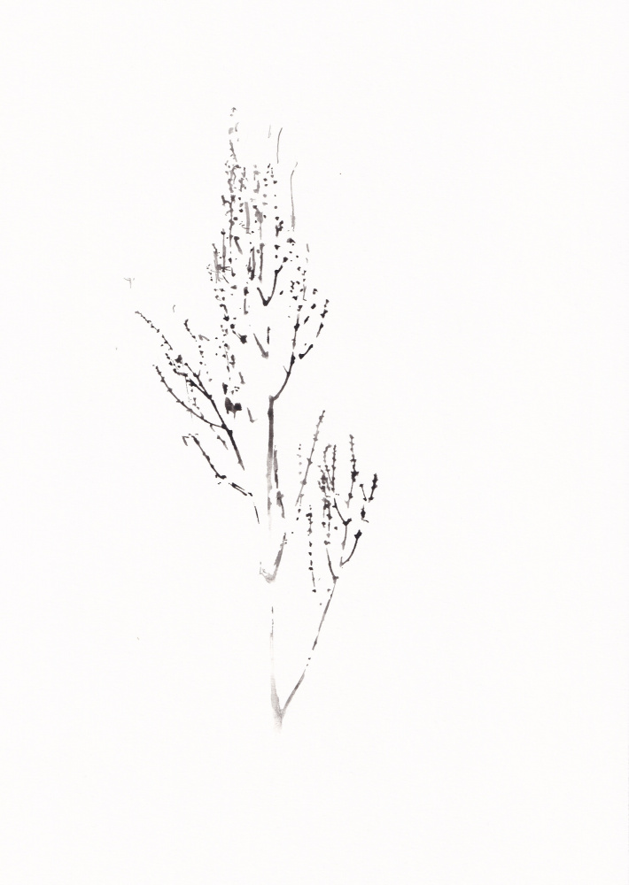 Delicate Botanical Drawing by Maira Ribena — canvas wall art