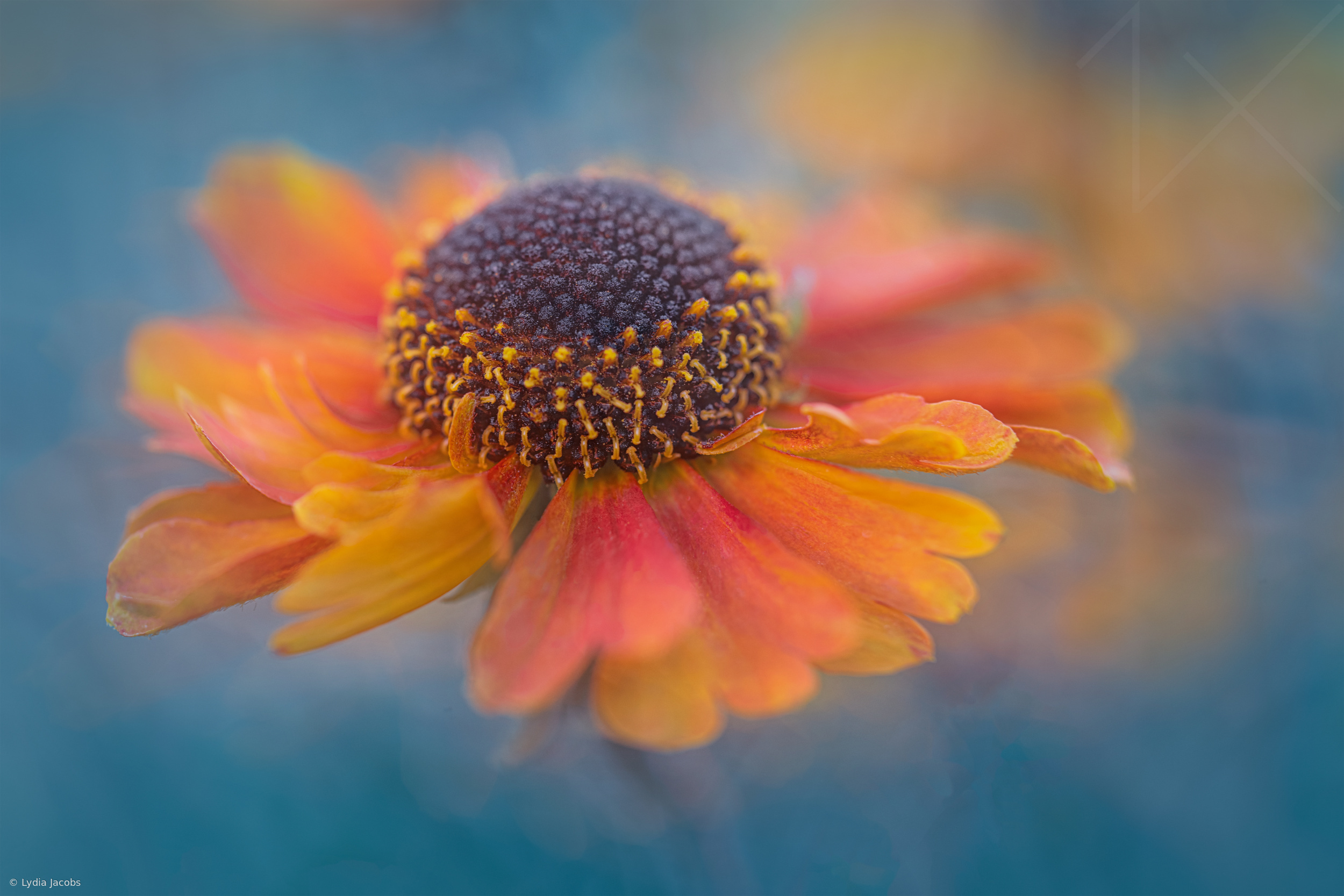 Summer Joy
