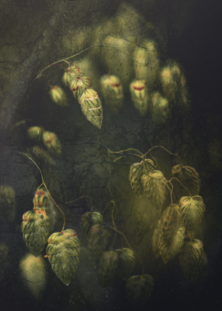 Moody Green Hops by Kristina Zvinakeviciute — canvas wall art