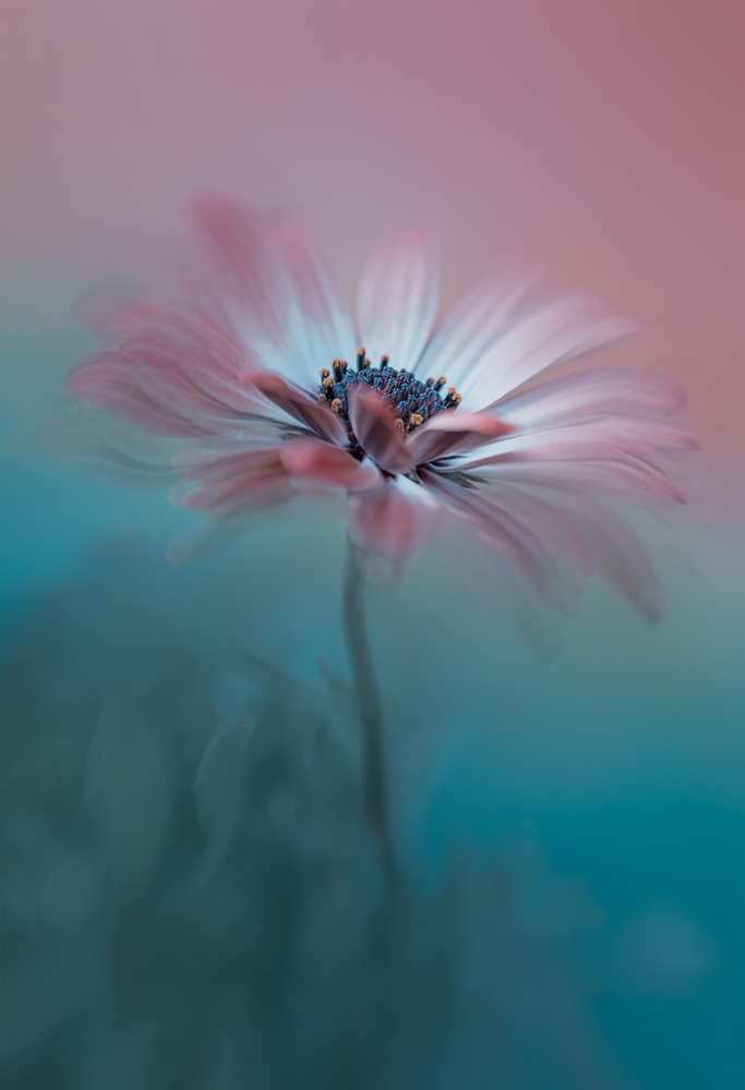 Dreamy Pink Teal Bloom by Lydia Jacobs — canvas wall art