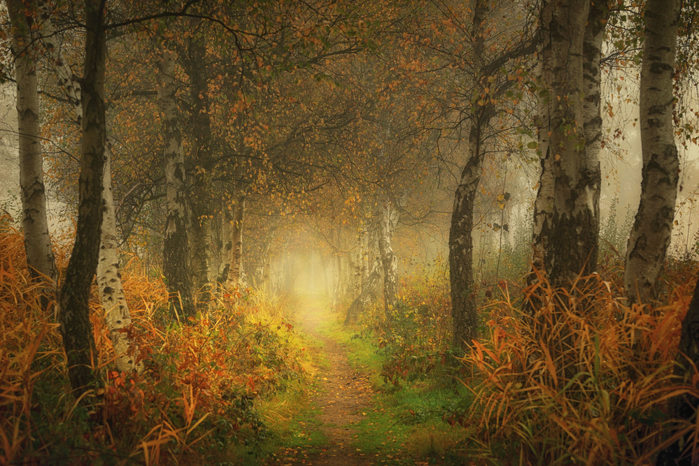 Misty Autumn Forest Path by Saskia Dingemans — canvas wall art