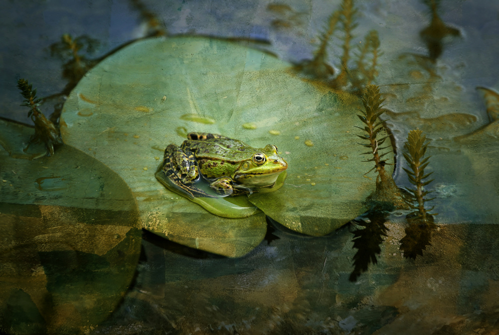 Serene Lily Pad Frog by Ellen van Deelen — canvas wall art
