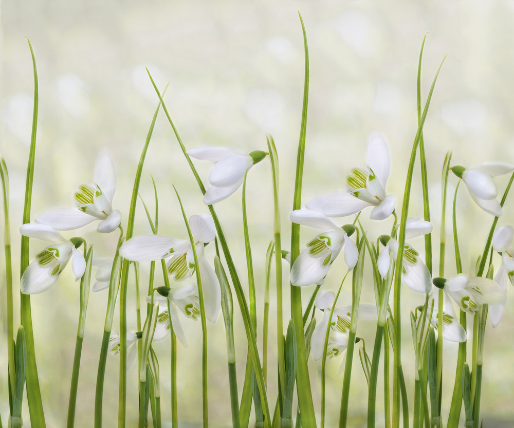 Fresh Snowdrop Blooms by Sharon Williams — canvas wall art