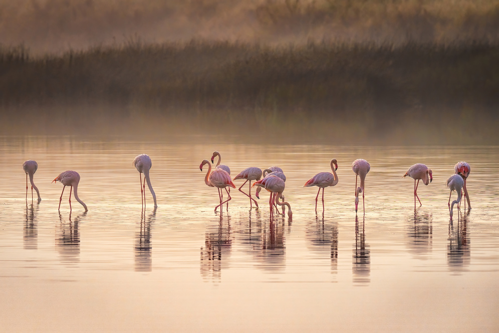 Misty Flamingo Reflections by Jeffrey C. Sink — canvas wall art