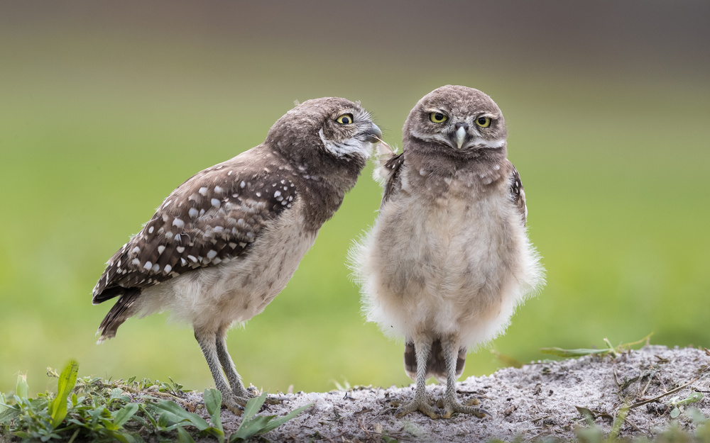 Young Burrowing Owls by Greg Barsh — canvas wall art