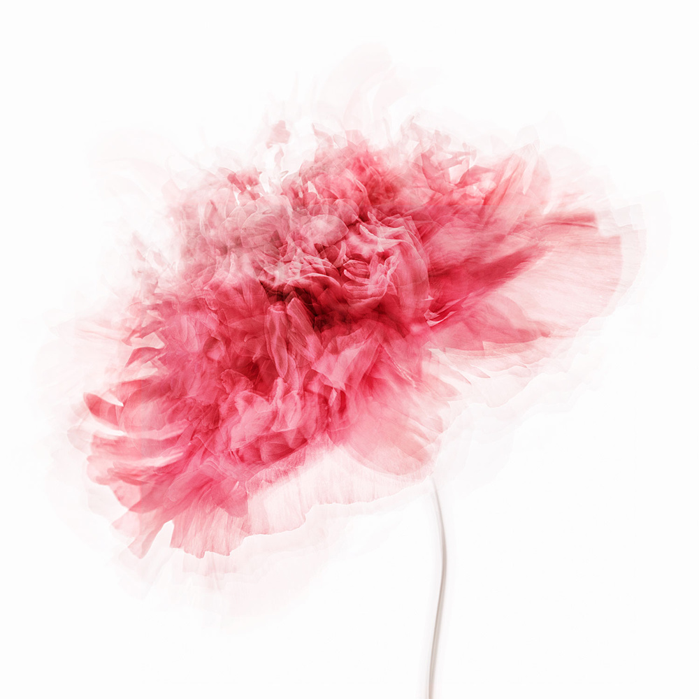 Soft Pink Bloom by Inna Karpova — canvas wall art