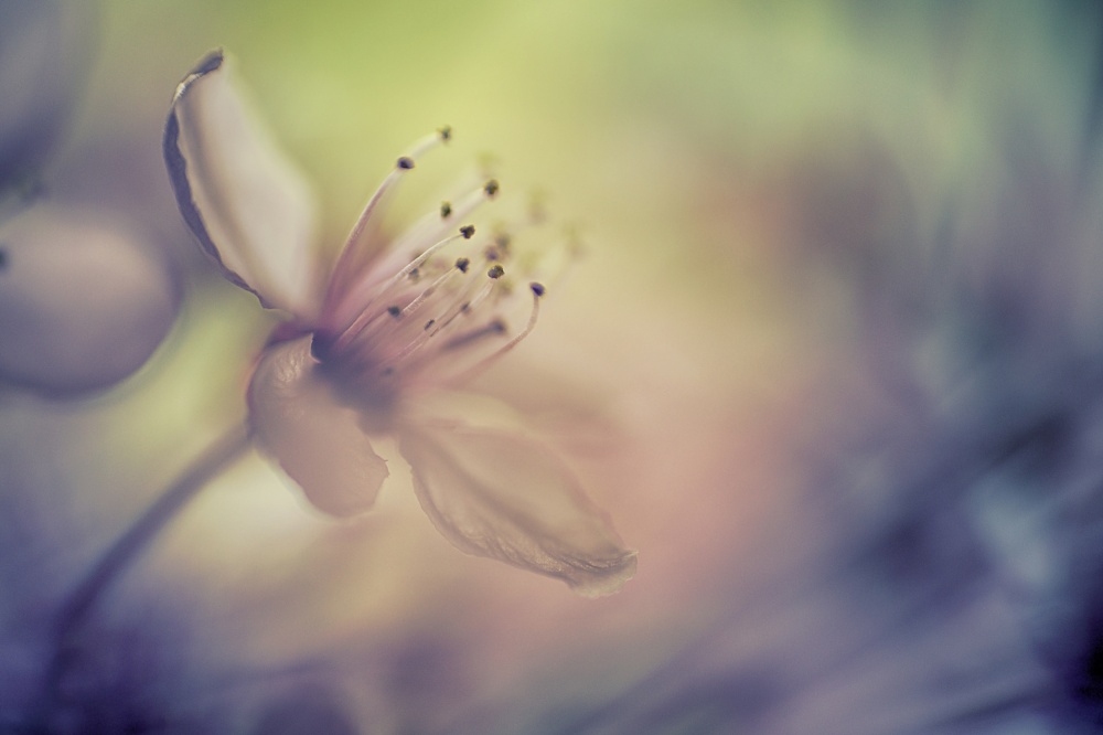 Dreamy Pink Bloom by Benjamine Hullot Scalvenzi — canvas wall art