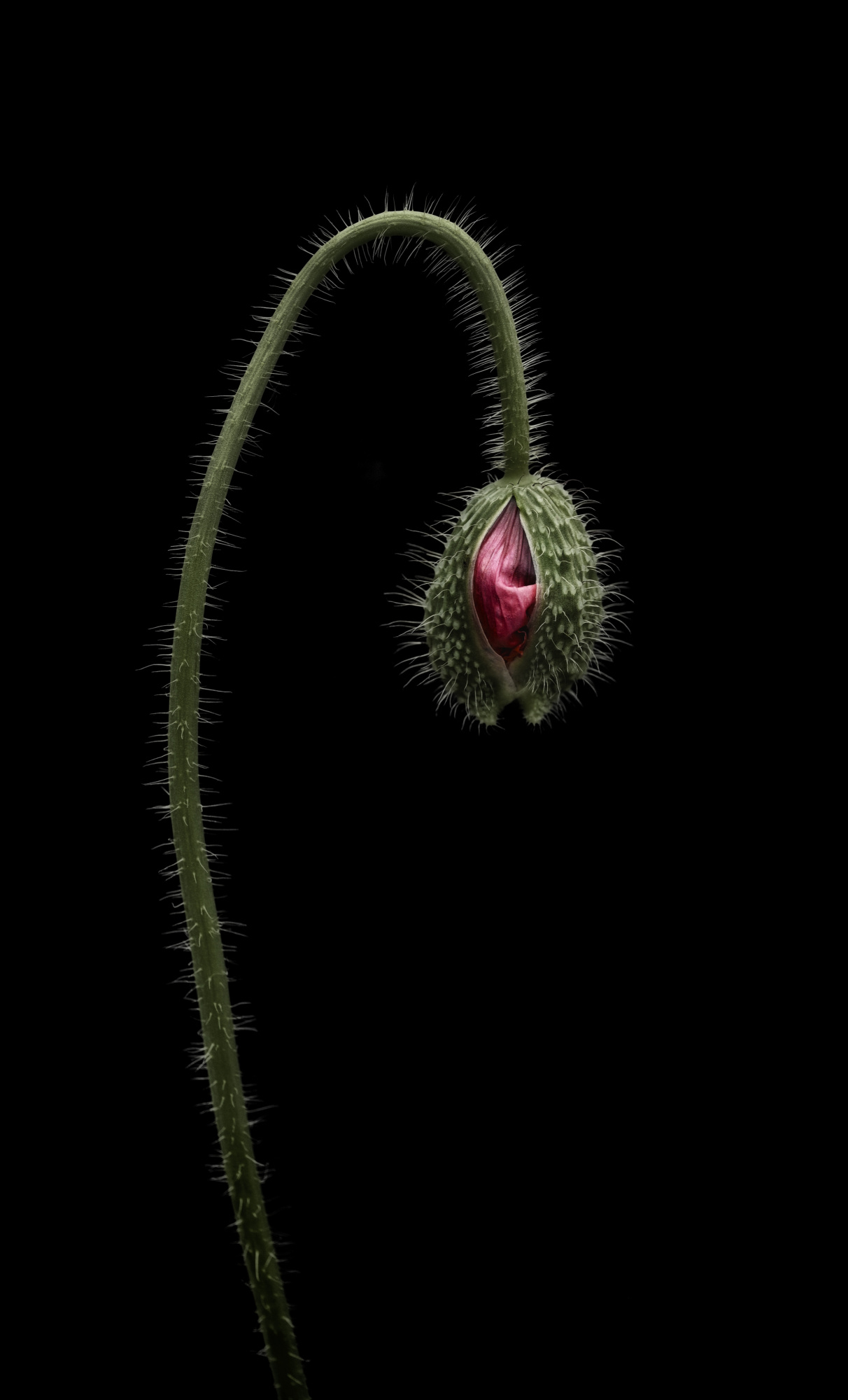 Poppy bud