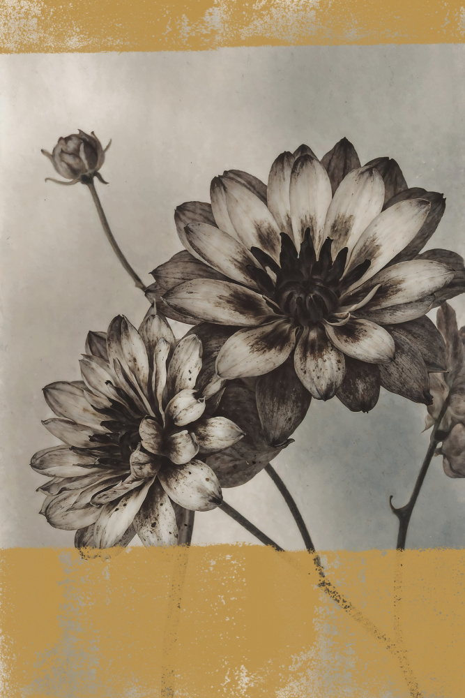 Vintage Dahlia Blooms by The Art Concept — canvas wall art