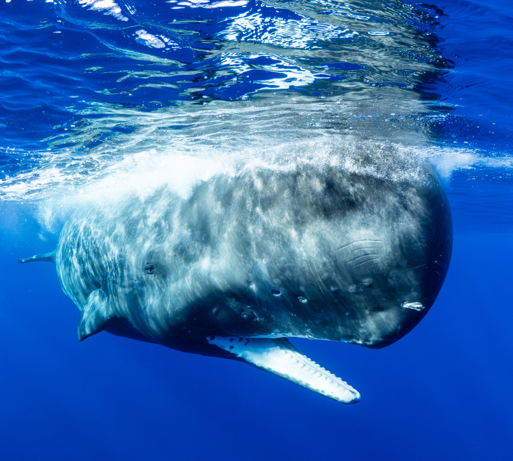 Sperm Whale Surfacing by KIMIO KOBAYASHI — canvas wall art