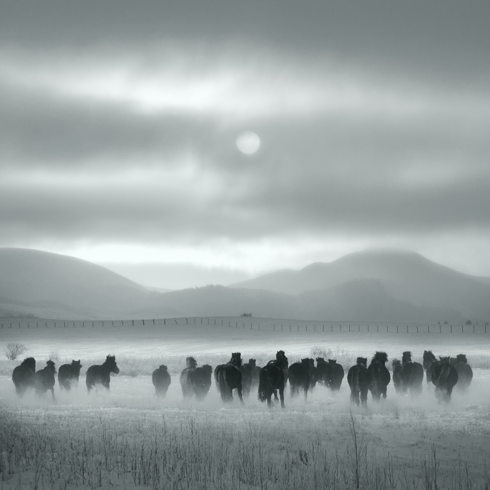 Wild Horses Winter Run by Shu-Guang Yang — canvas wall art
