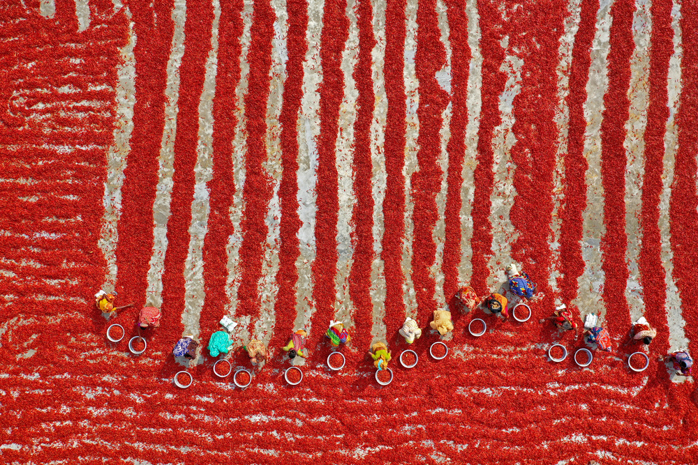 Red Chili Harvest by Azim Khan Ronnie — canvas wall art
