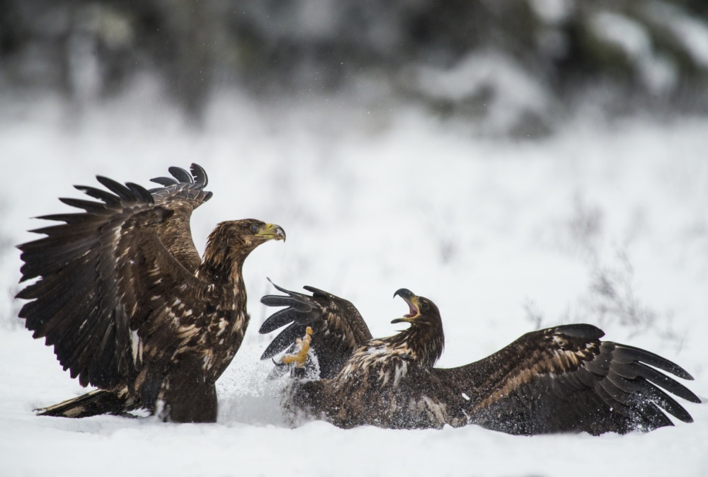 Eagles Fighting In Snow by Robin Eriksson — canvas wall art