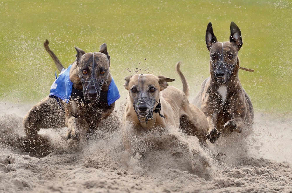 Racing Greyhounds Sprint by Muriel Vekemans — canvas wall art