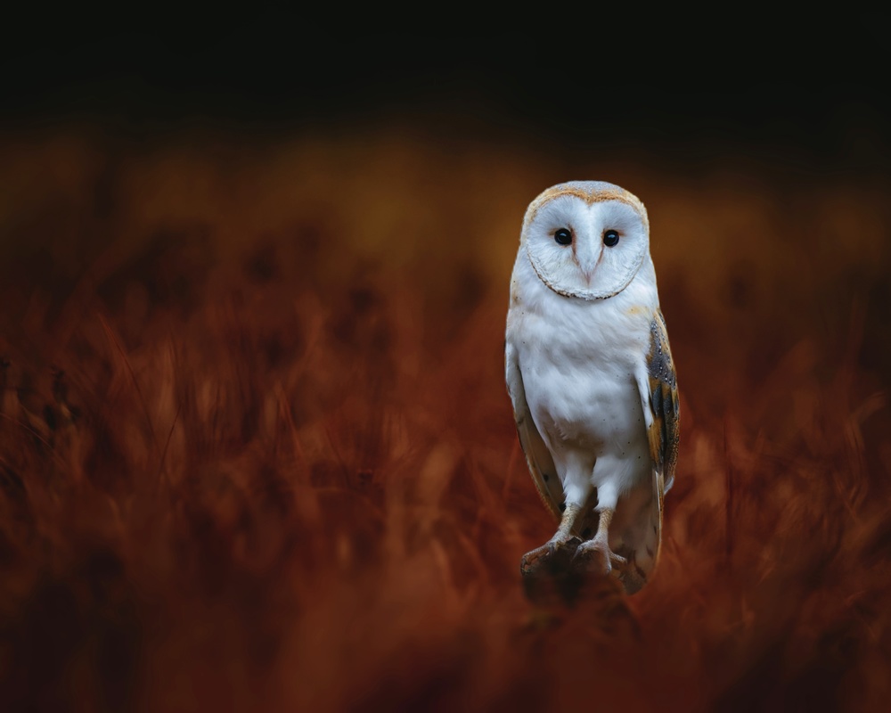 Focused Barn Owl by Michaela Firešová — canvas wall art