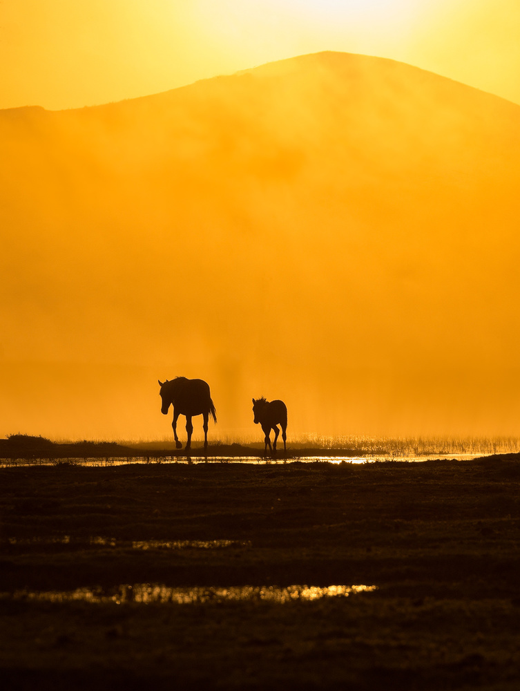 Wild Horses Golden Hour by Yavuz Pancareken — canvas wall art