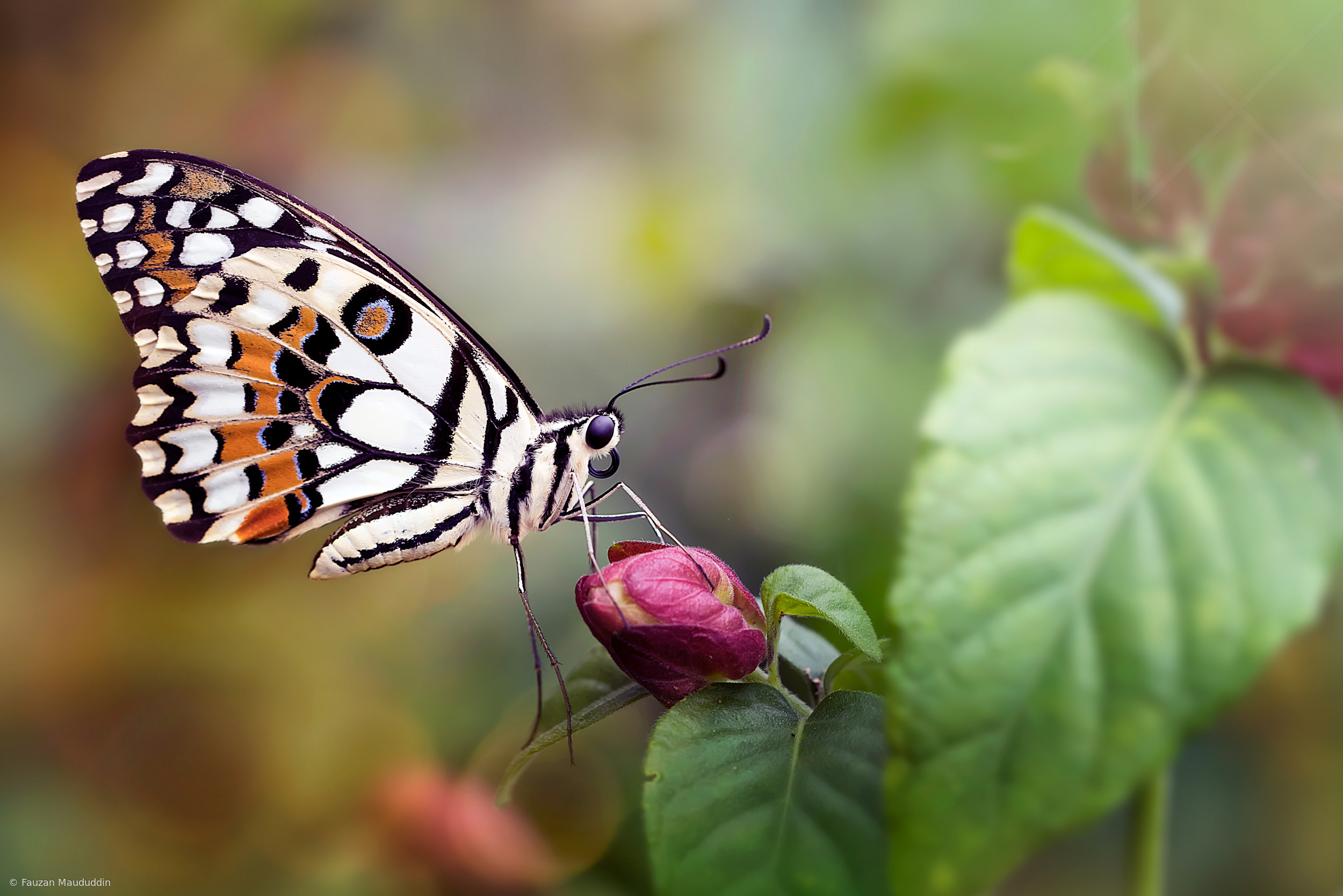 When Beauty and Colors United