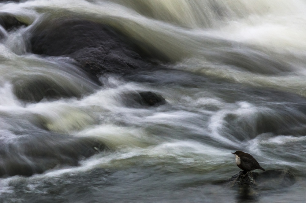 Bird On Rushing River by Arne Östlund — canvas wall art