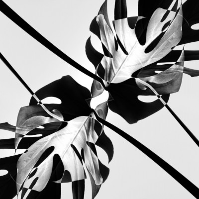 B&w Leaf Monstera