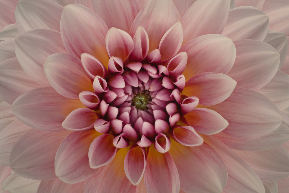 Vibrant Pink Dahlia by Richard Urbanski — canvas wall art