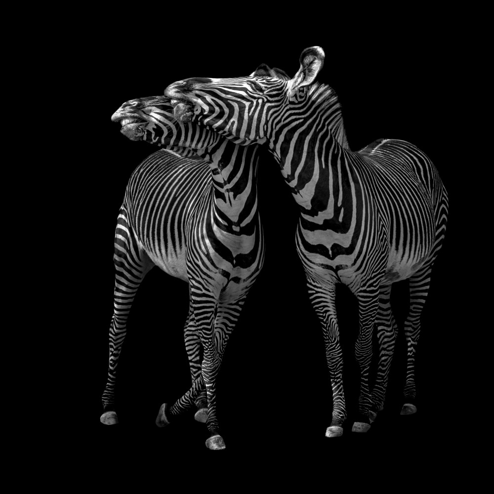 Zebras in Love by Georgios Tsikiridis — canvas wall art
