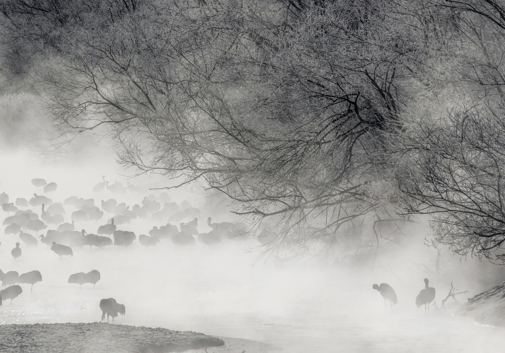 Cranes In Winter Mist by Libby Zhang — canvas wall art
