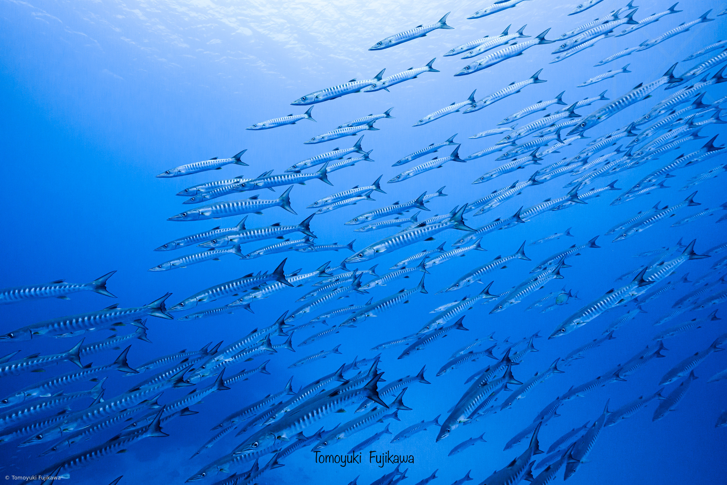 Barracuda