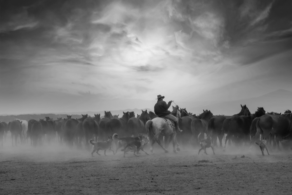 Dusty Western Horse Drive by Ayse  Yorgancilar — canvas wall art