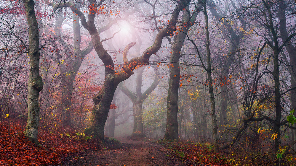 Sunlit Misty Forest Path by Leif Løndal — canvas wall art