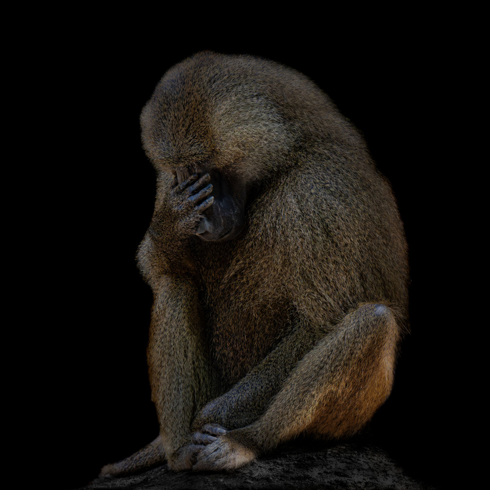Pensive Monkey by Georgios Tsikiridis — canvas wall art