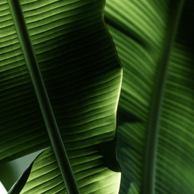 Sunlit Tropical Leaves