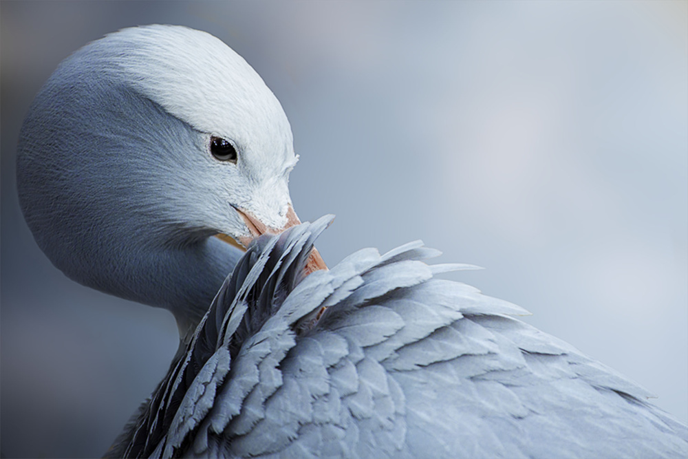 Elegant White Goose by Krystina Wisniowska — canvas wall art