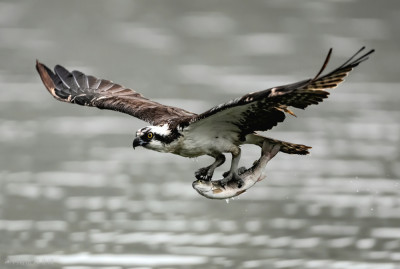 Flying with lunch by Walterzha