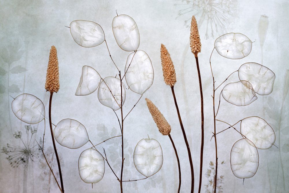 Lunaria by Mandy Disher — canvas wall art