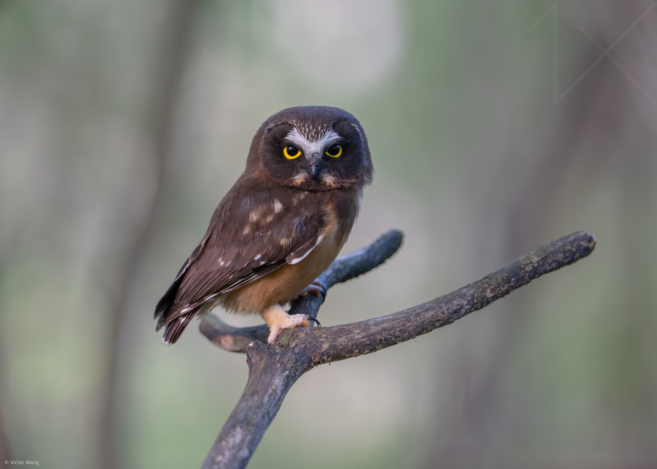 A Little Saw-whet
