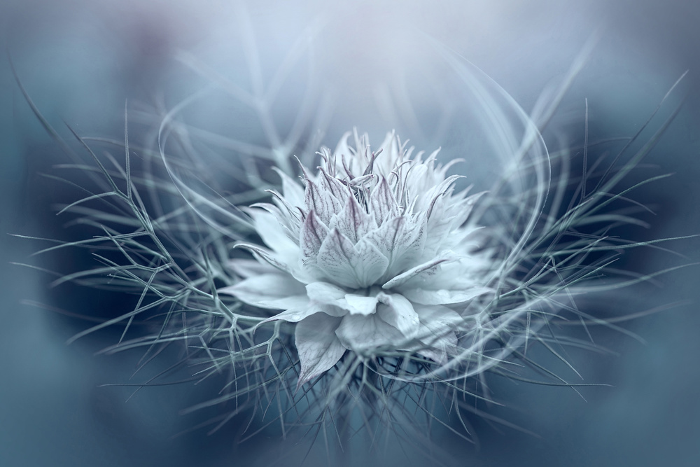 Ethereal Blue Bloom by Jacky Parker — canvas wall art
