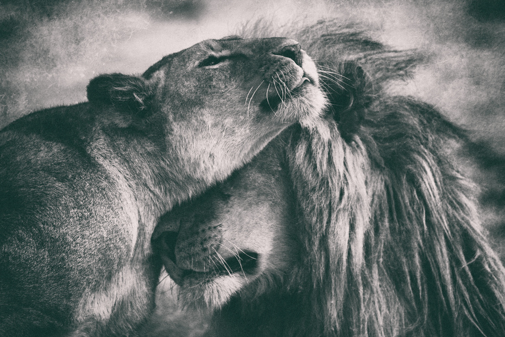 Tender Lion Embrace by Mohammed Alnaser — canvas wall art