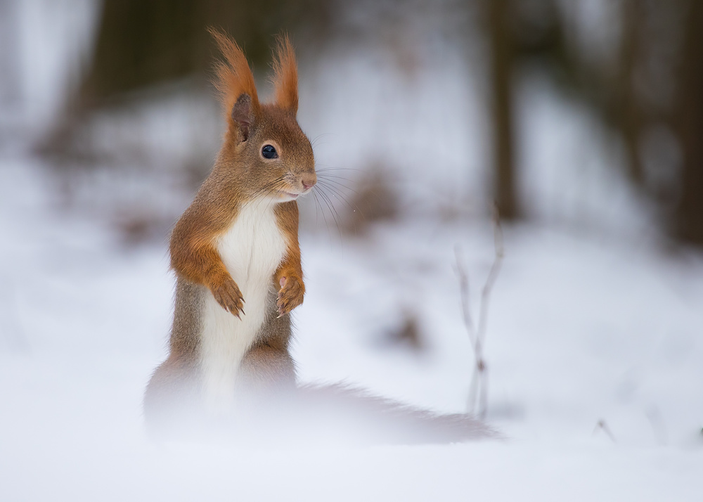 Alert Winter Squirrel by Robert Adamec — canvas wall art