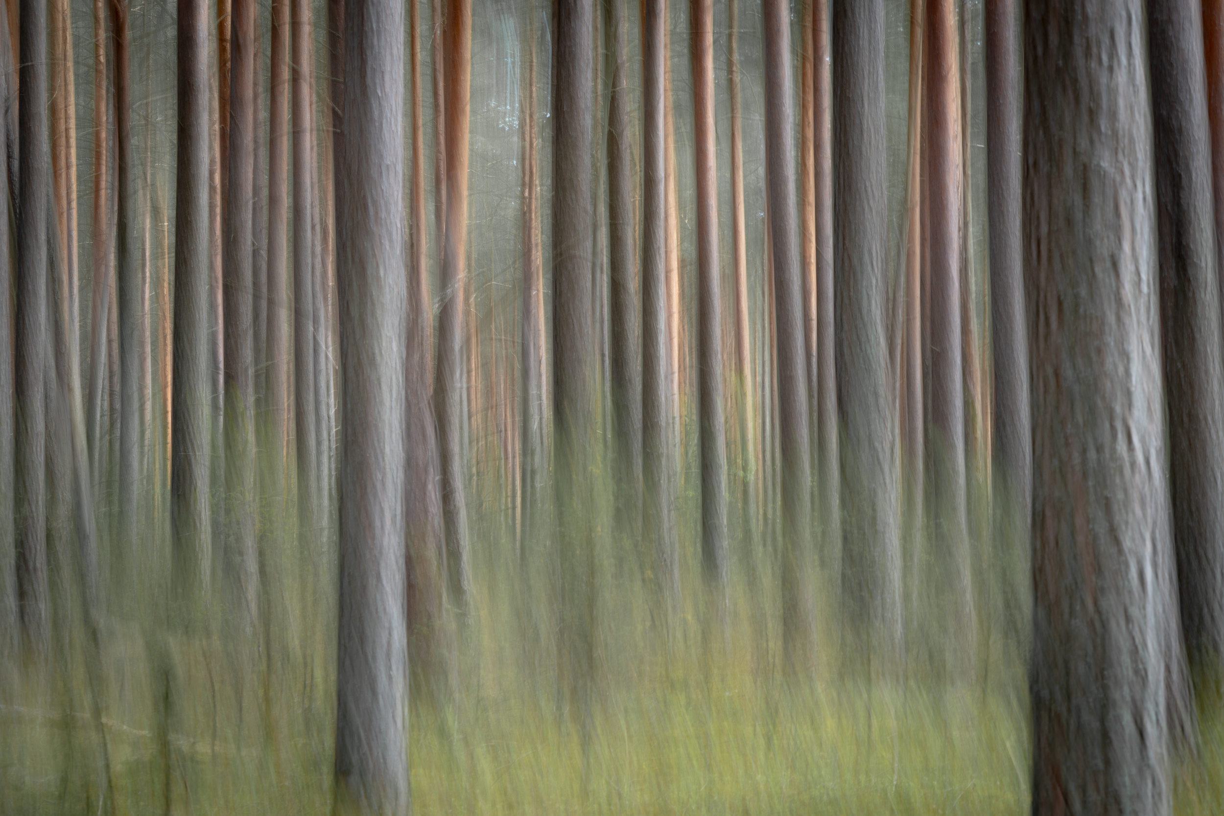 In a forest