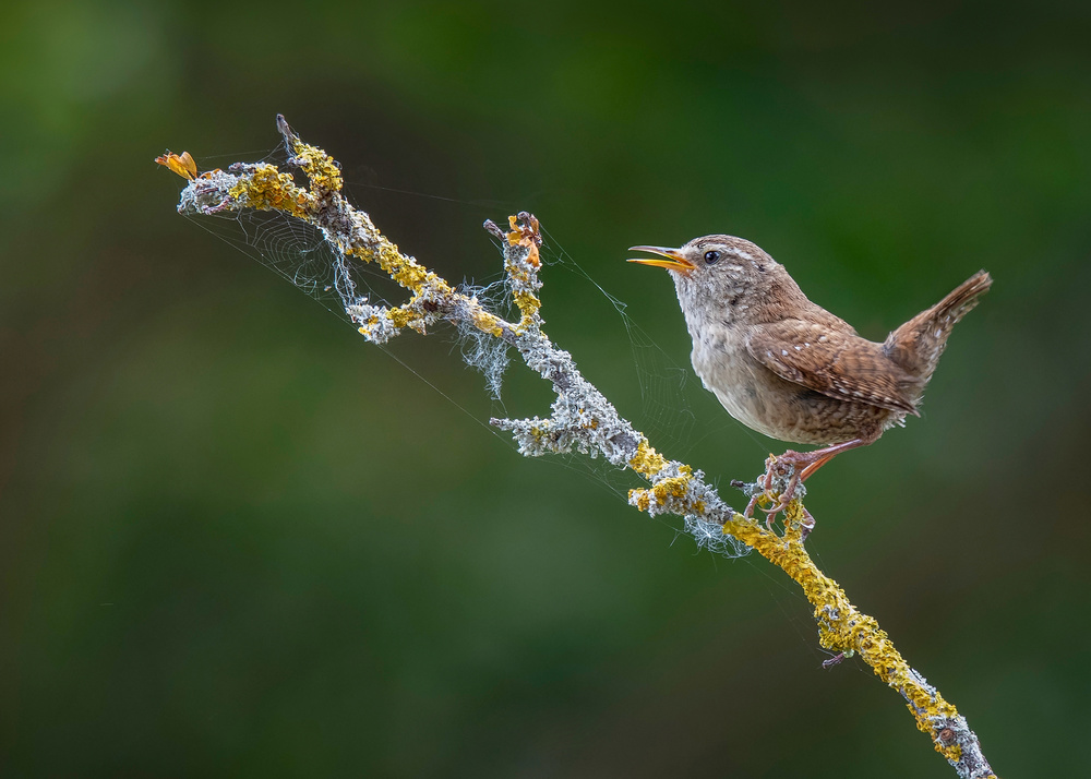 Singing Wren on Branch by Kieran O Mahony AIPF — canvas wall art