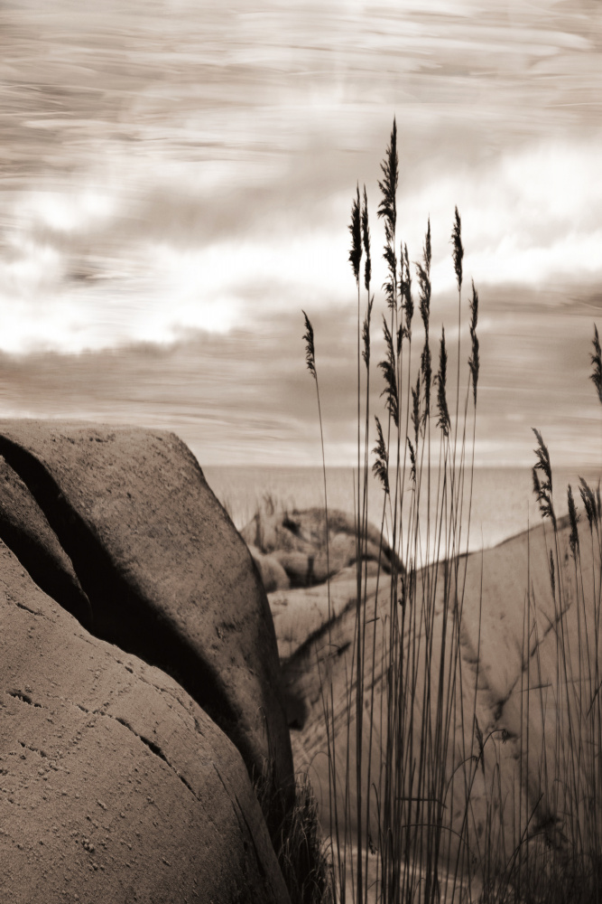 Reeds by the Sea by Christina Sillen — canvas wall art