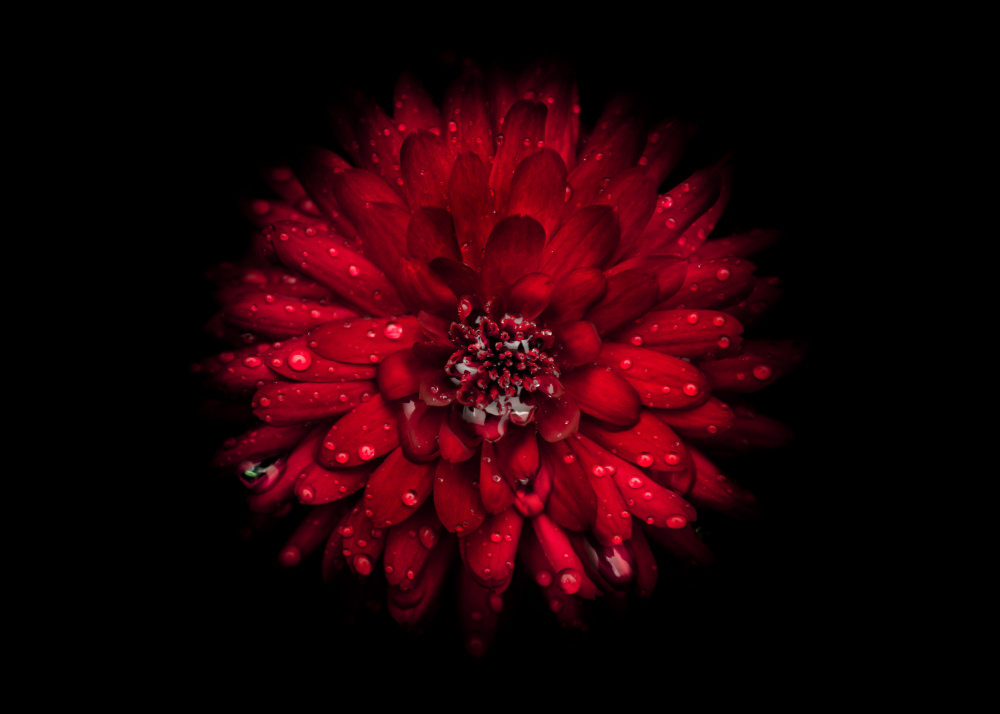 Vibrant Red Bloom by The Learning Curve Photography — canvas wall art
