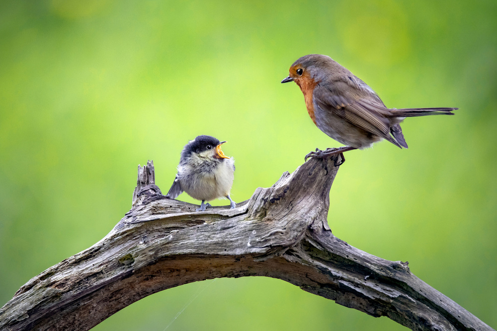 Robin and Hungry Chick by Kieran O Mahony AIPF — canvas wall art