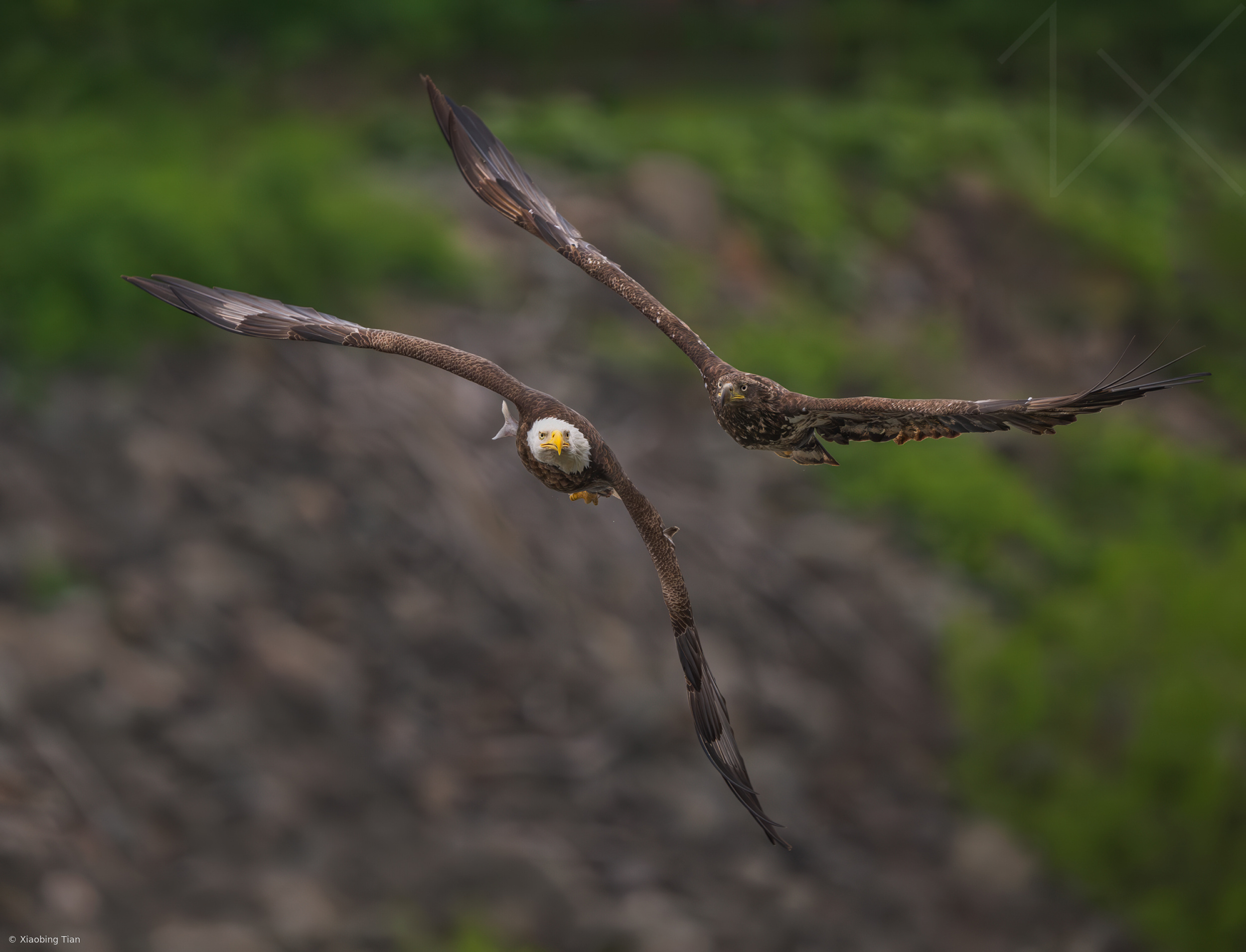 Bald eagle being chased by juvenile eagle