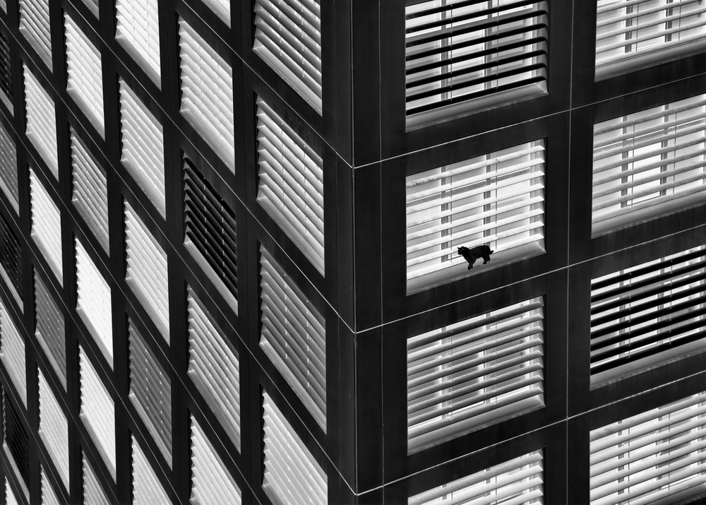 Black Cat Window Watch by Ayse  Yorgancilar — canvas wall art