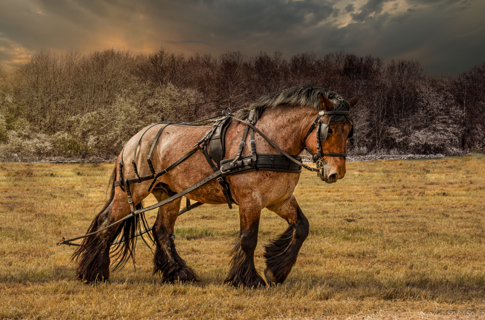 Powerful Draft Horse by Laruelle Philippe — canvas wall art