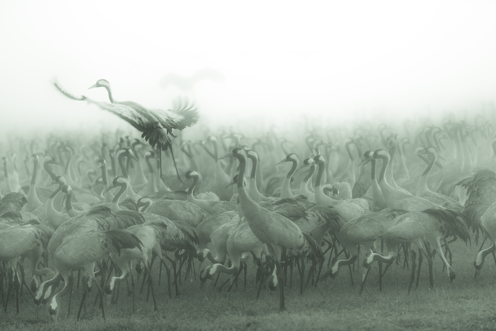 Misty Cranes Flying by Wisam Hassan — canvas wall art