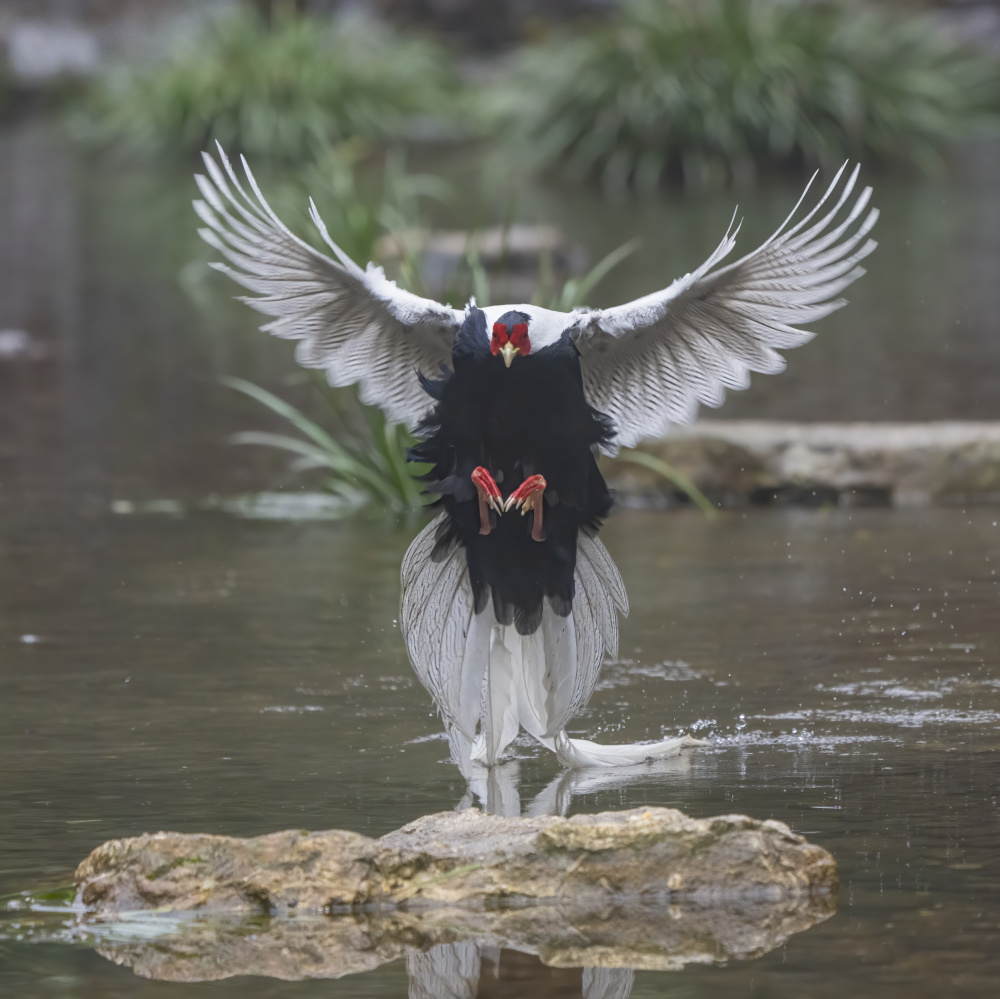 Silver Pheasant Wings Spread by Feng Qin — canvas wall art