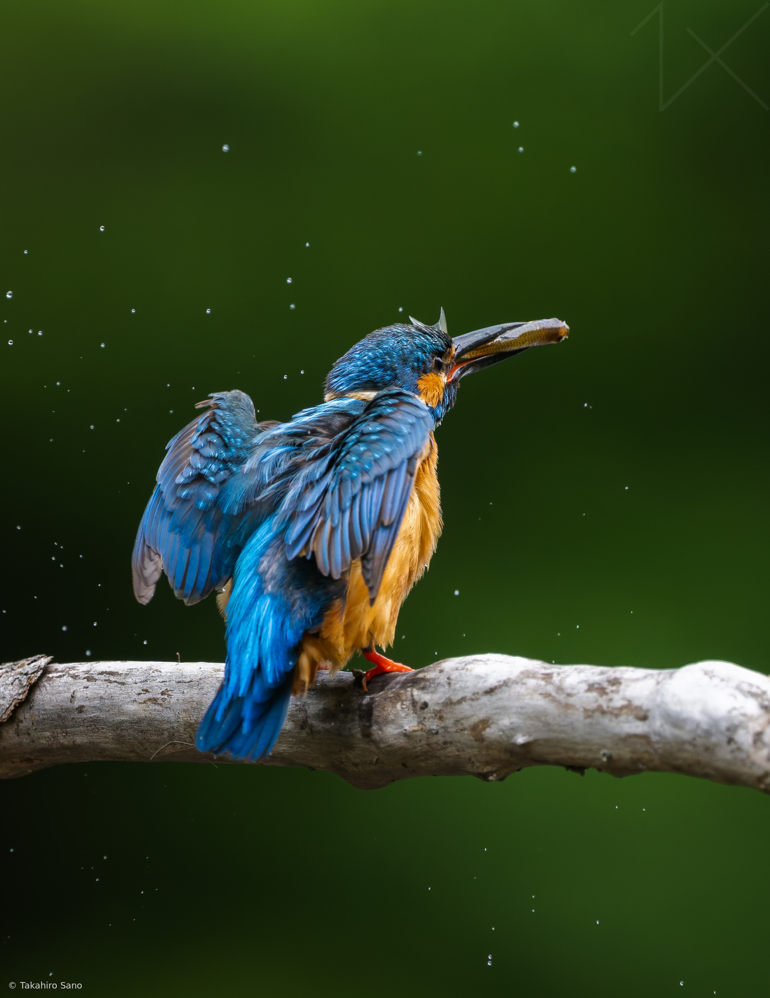 The kingfisher caught a fish.