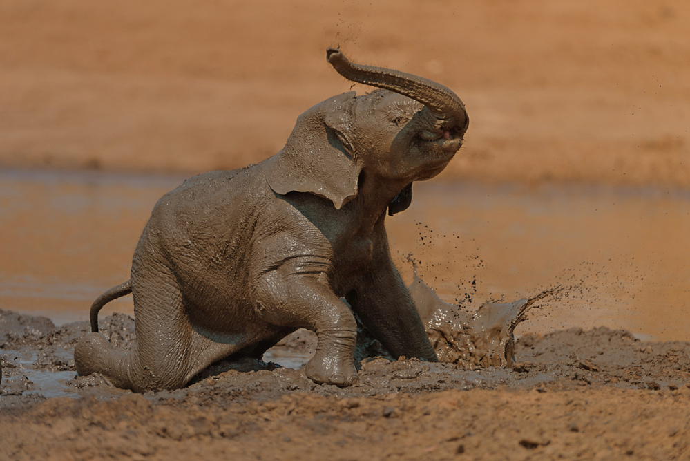 Baby Elephant Mud Fun by Ozkan Ozmen / Big Lens Adventures — canvas wall art